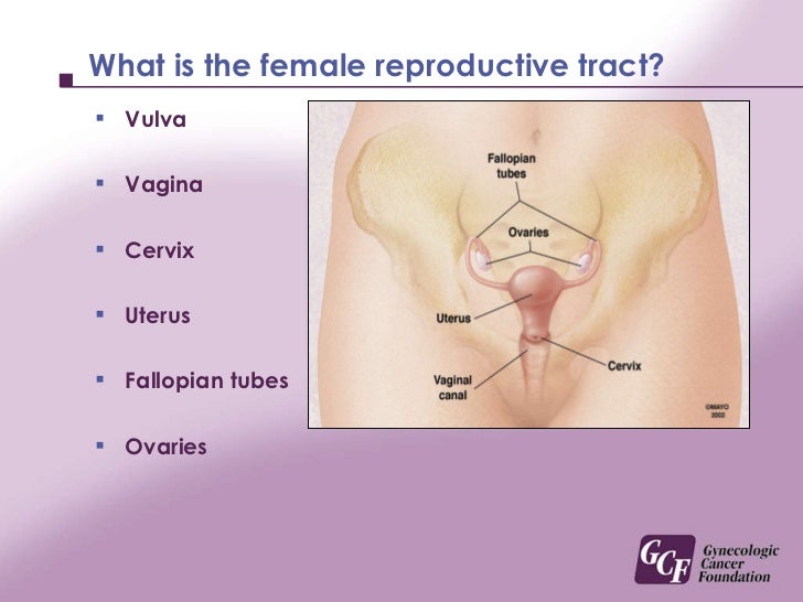 educational picture of a vagina Educational picture of a vagina